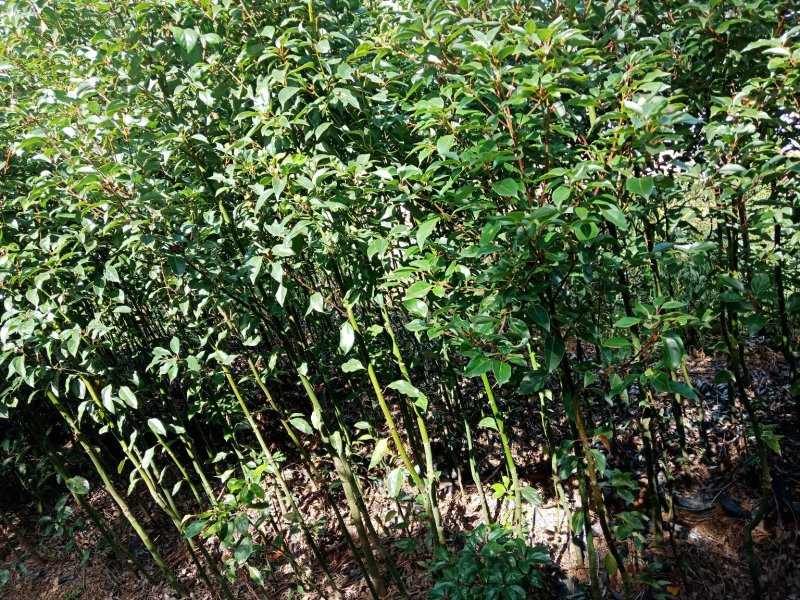 大小规格香樟袋苗低价出售
