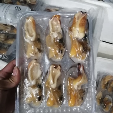 加工鲜活象拔蚌冻品