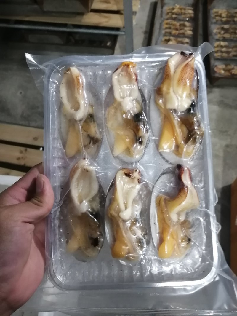 加工鲜活象拔蚌冻品