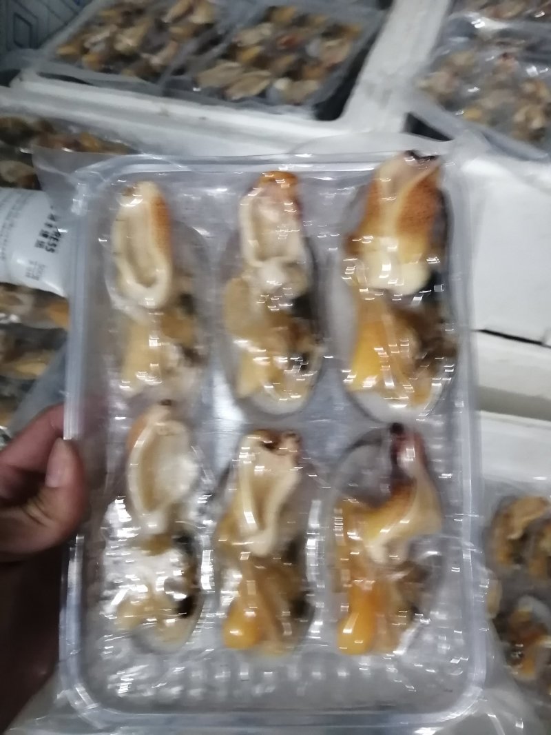 加工鲜活象拔蚌冻品