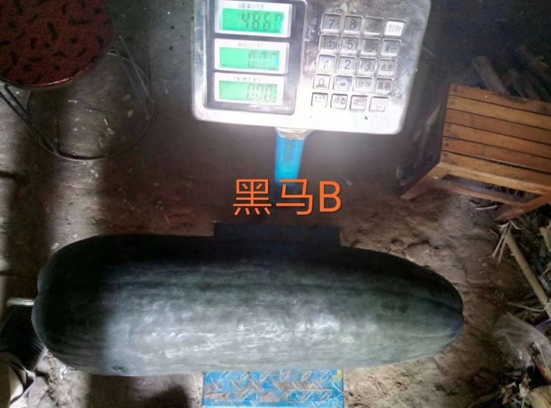 炮弹型黑皮冬瓜种子内腔小肉质厚转色快皮色黑亮有光泽