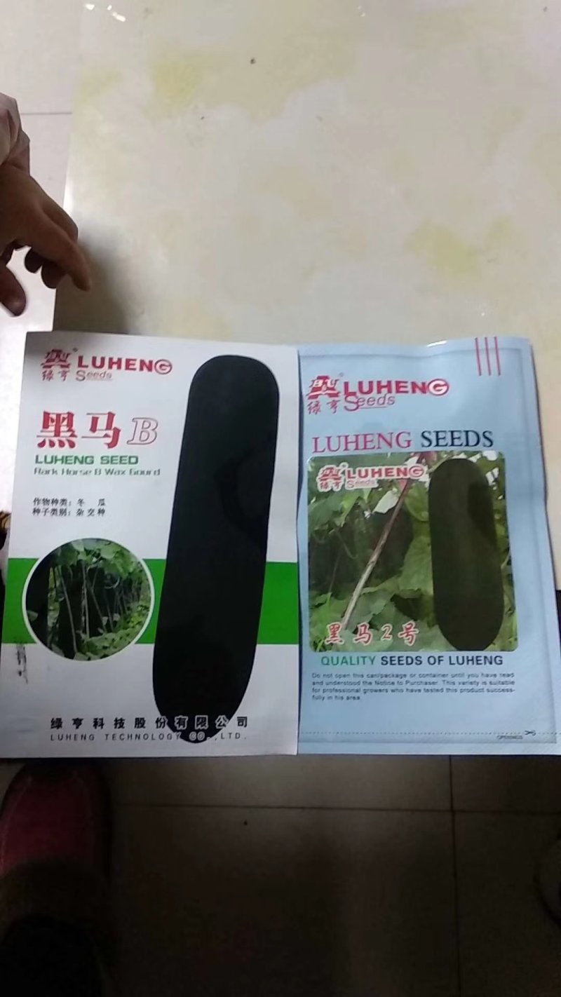 炮弹型黑皮冬瓜种子内腔小肉质厚转色快皮色黑亮有光泽