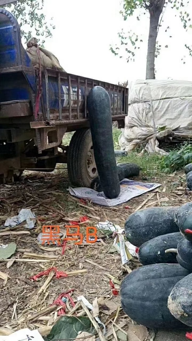炮弹型黑皮冬瓜种子内腔小肉质厚转色快皮色黑亮有光泽