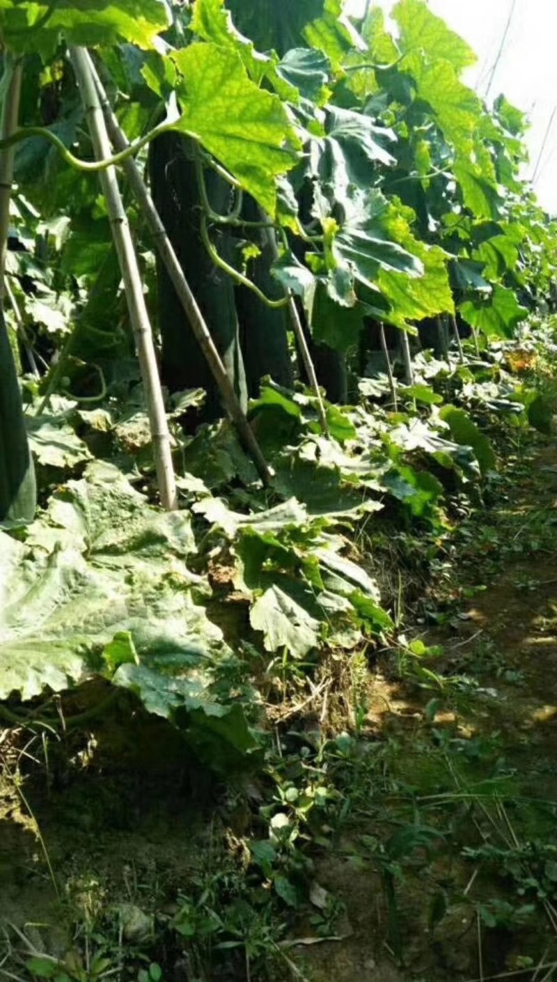 炮弹型黑皮冬瓜种子内腔小肉质厚转色快皮色黑亮有光泽