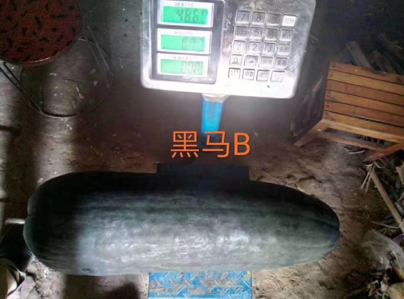 【】中晚熟白皮冬瓜种子兴蔬粉地龙特长粉皮冬瓜种子