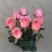 玫瑰花苗玫瑰老根庭院阳台种植量大从优