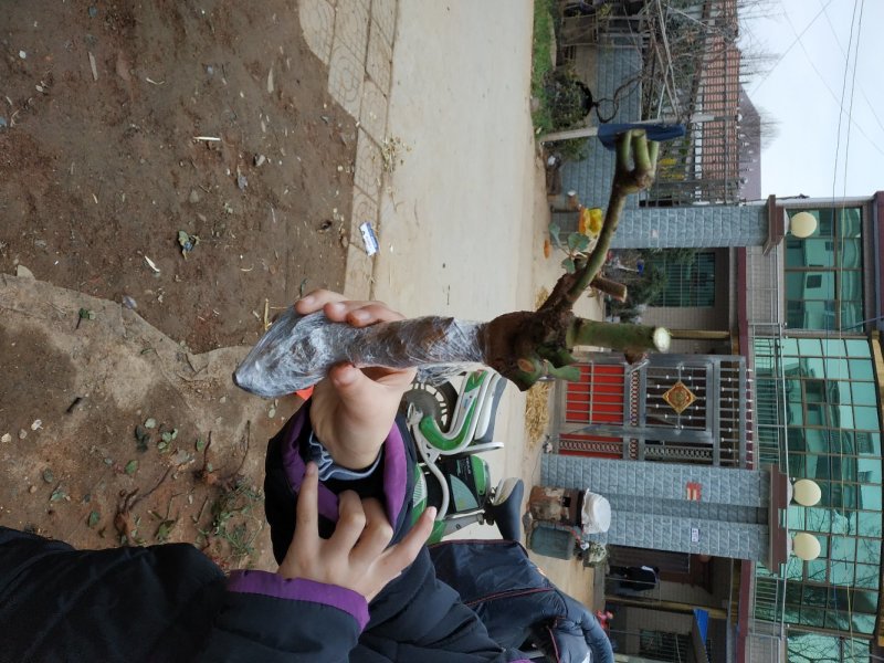 玫瑰花苗玫瑰老根庭院阳台种植量大从优