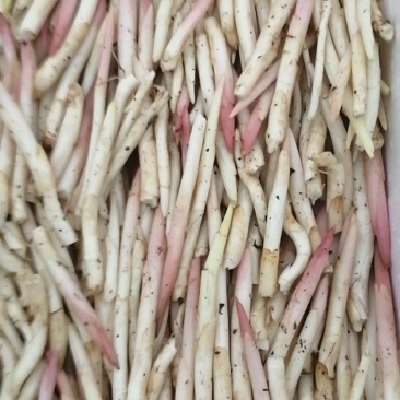 阳荷笋