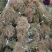 软枣猕猴桃苗龙城二号LD133丰绿猕猴桃苗包邮包活