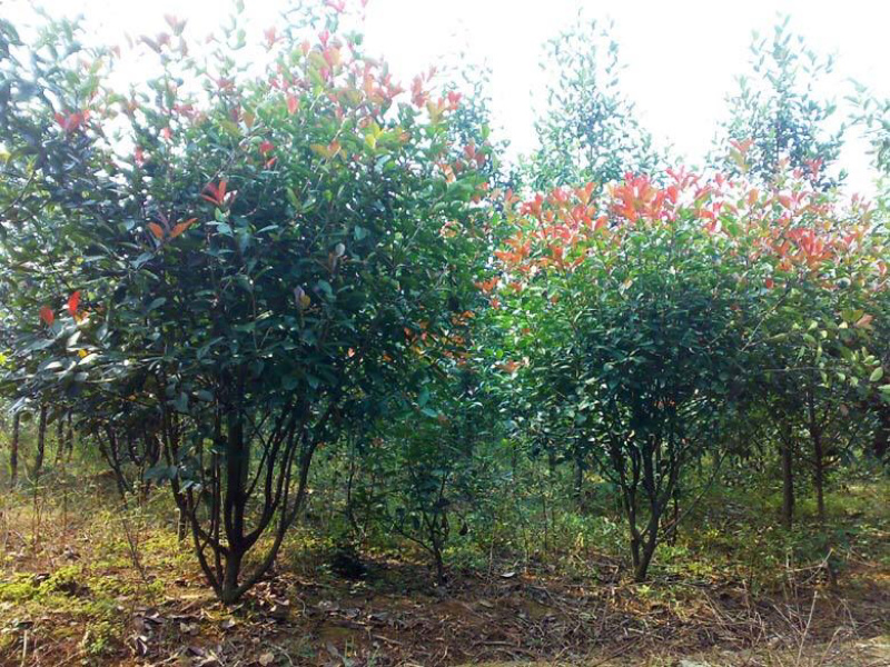 石楠，高杆石楠，石楠球树形美观。。。。。。