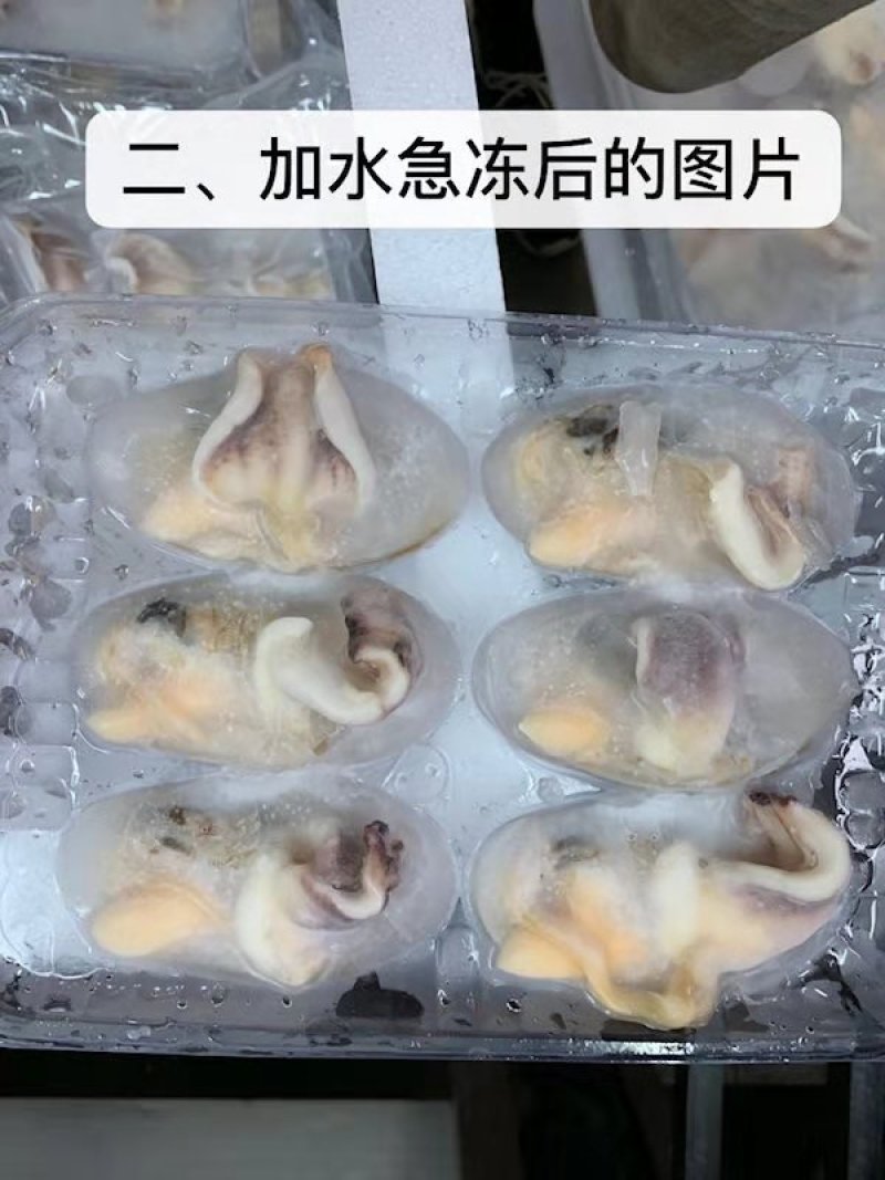 纯天然鲜活象拔蚌加工冻品特卖