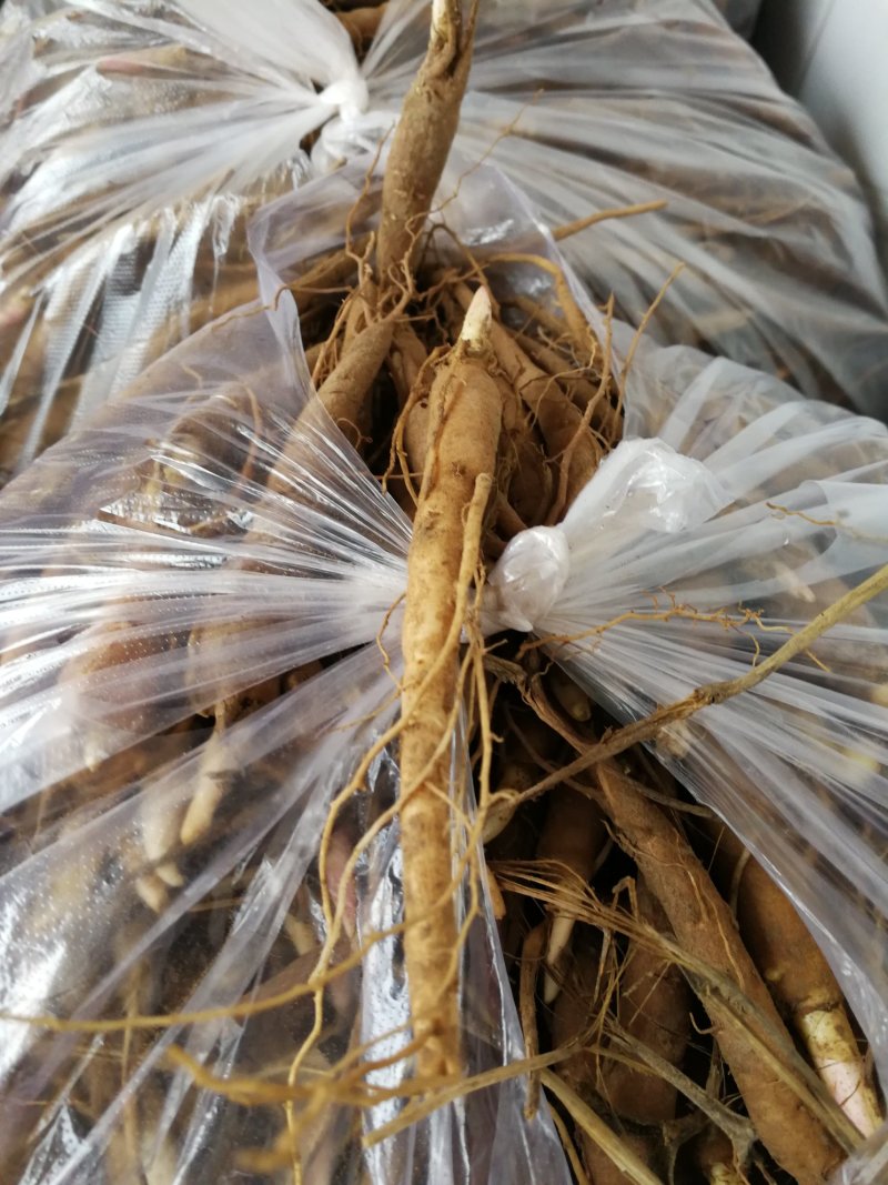 1年白芍苗，赤芍苗，芍药苗点5公分至1公分以上的。