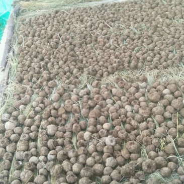 云南花魔芋种求大量出售需要的老板联系。现在大量种植。