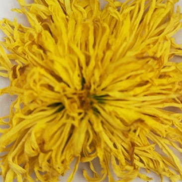 金丝黄菊花