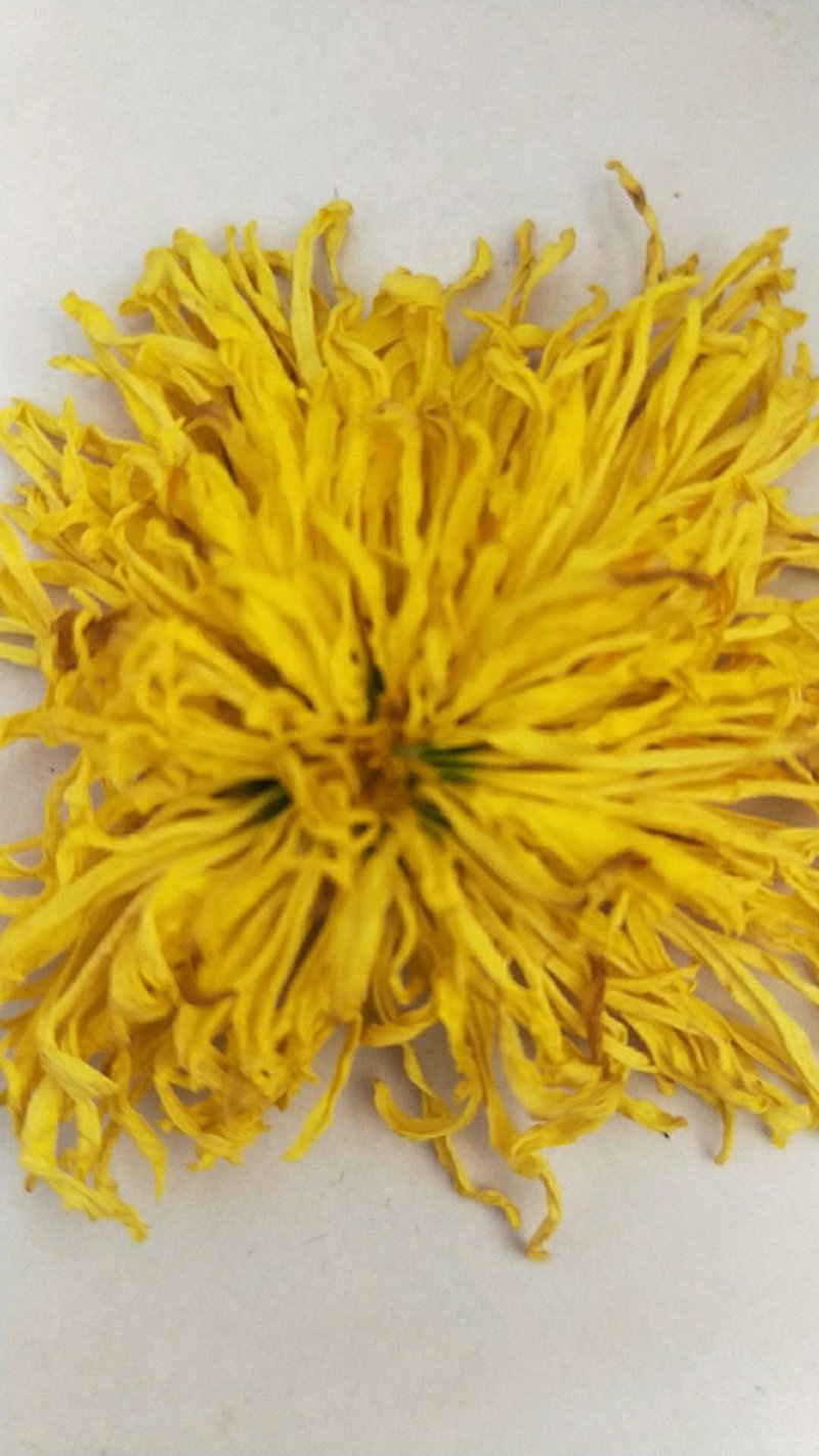 金丝黄菊花