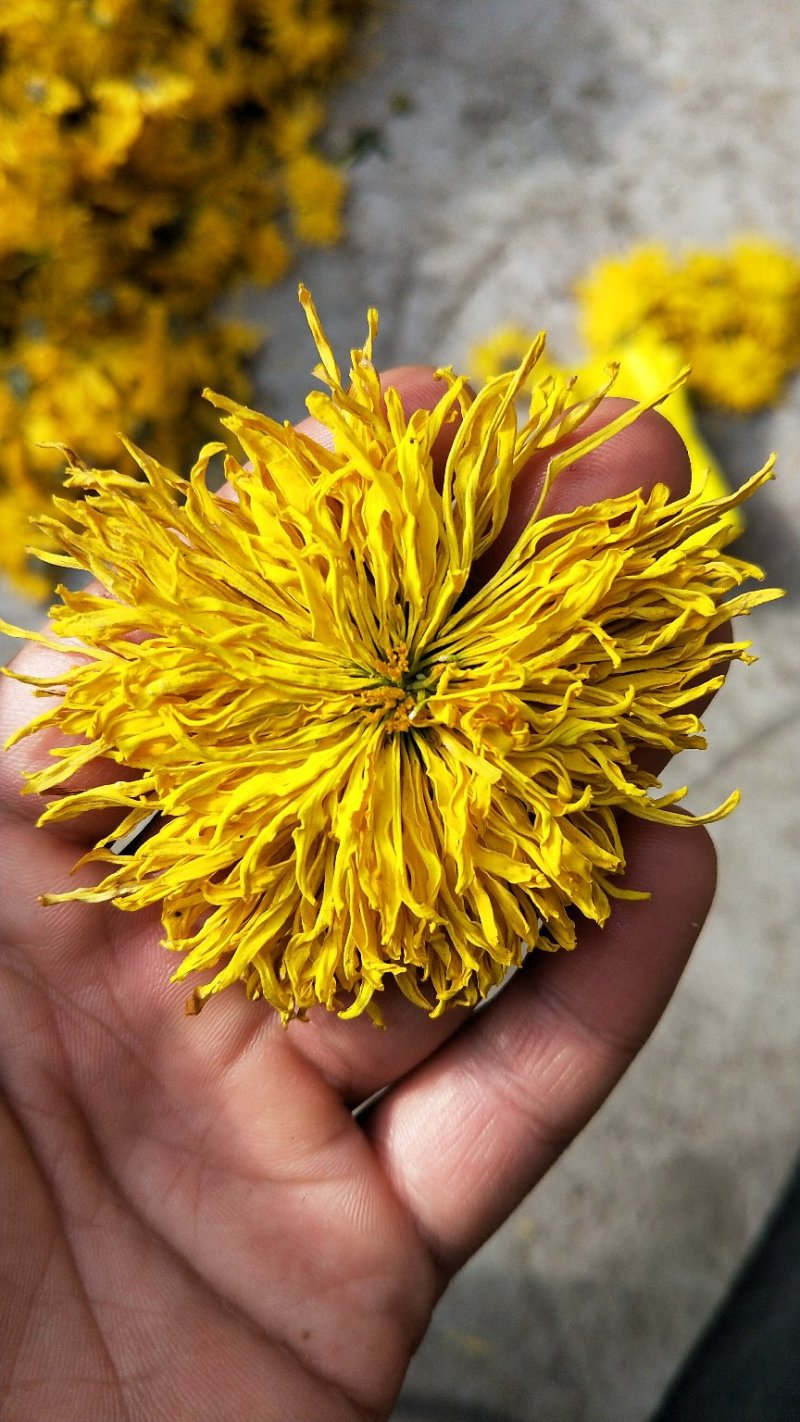 金丝黄菊花