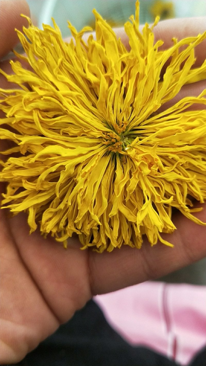 金丝黄菊花