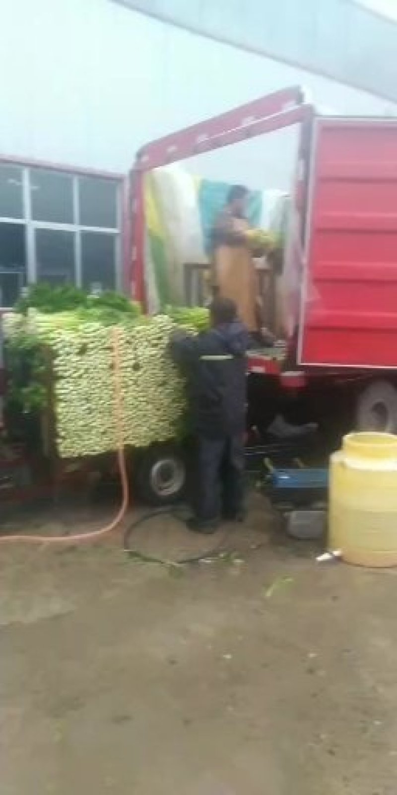 [热销中]山东济宁芹菜西芹现挖现发产地直销量大从优