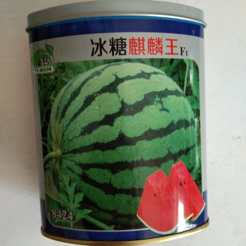 西瓜种子冰糖麒麟王，早佳84-24，黑抗种子