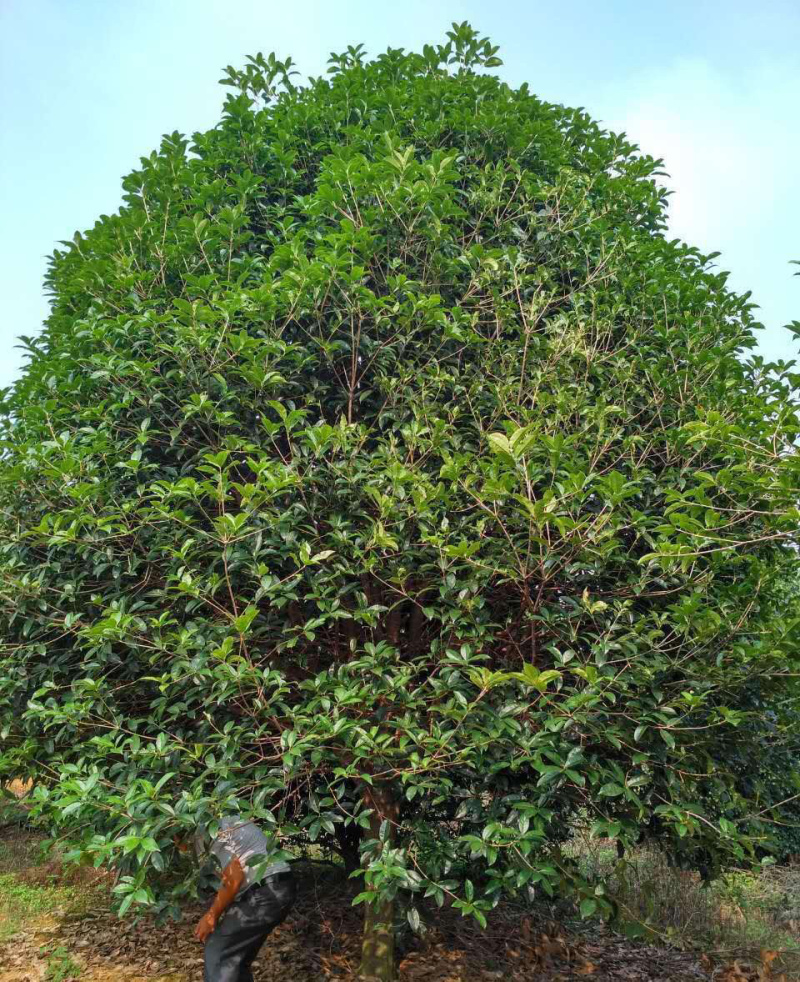 桂花树，不同品种都，不同树形都，。。。。。。