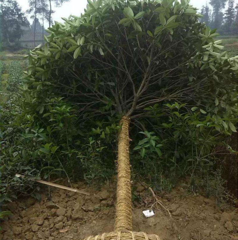 桂花树，不同品种都，不同树形都，。。。。。。