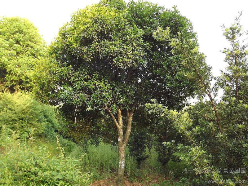 桂花树，不同品种都，不同树形都，。。。。。。