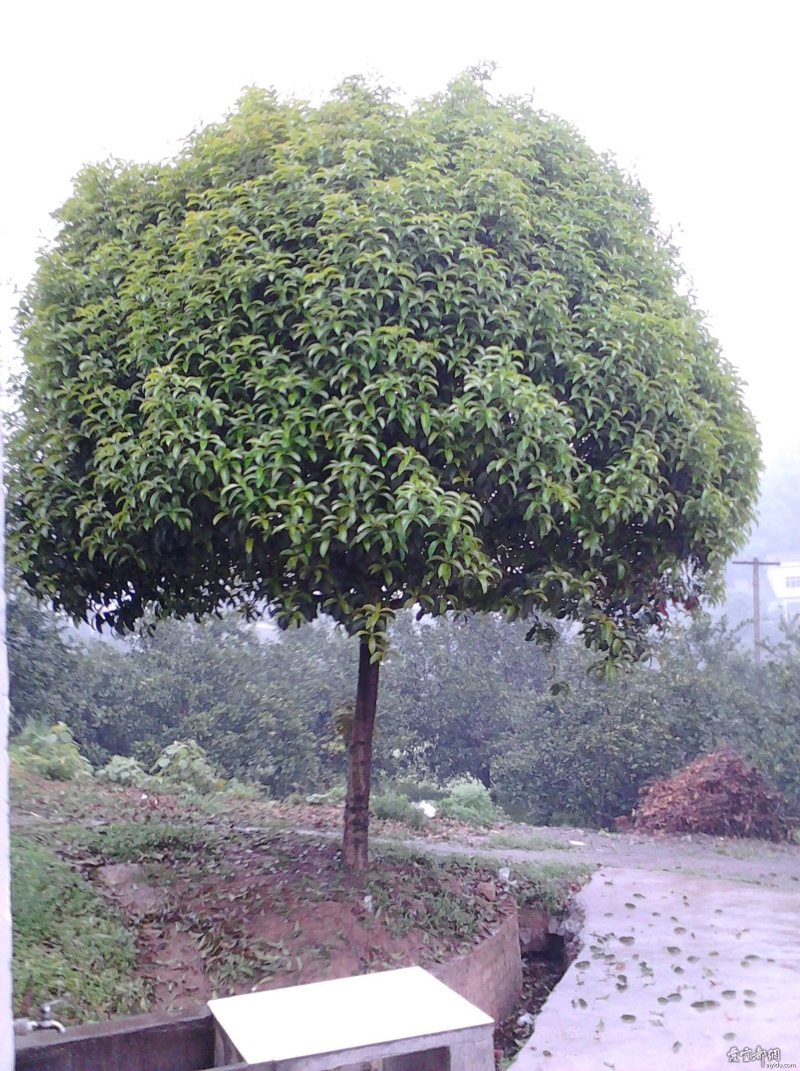 桂花树，不同品种都，不同树形都，。。。。。。