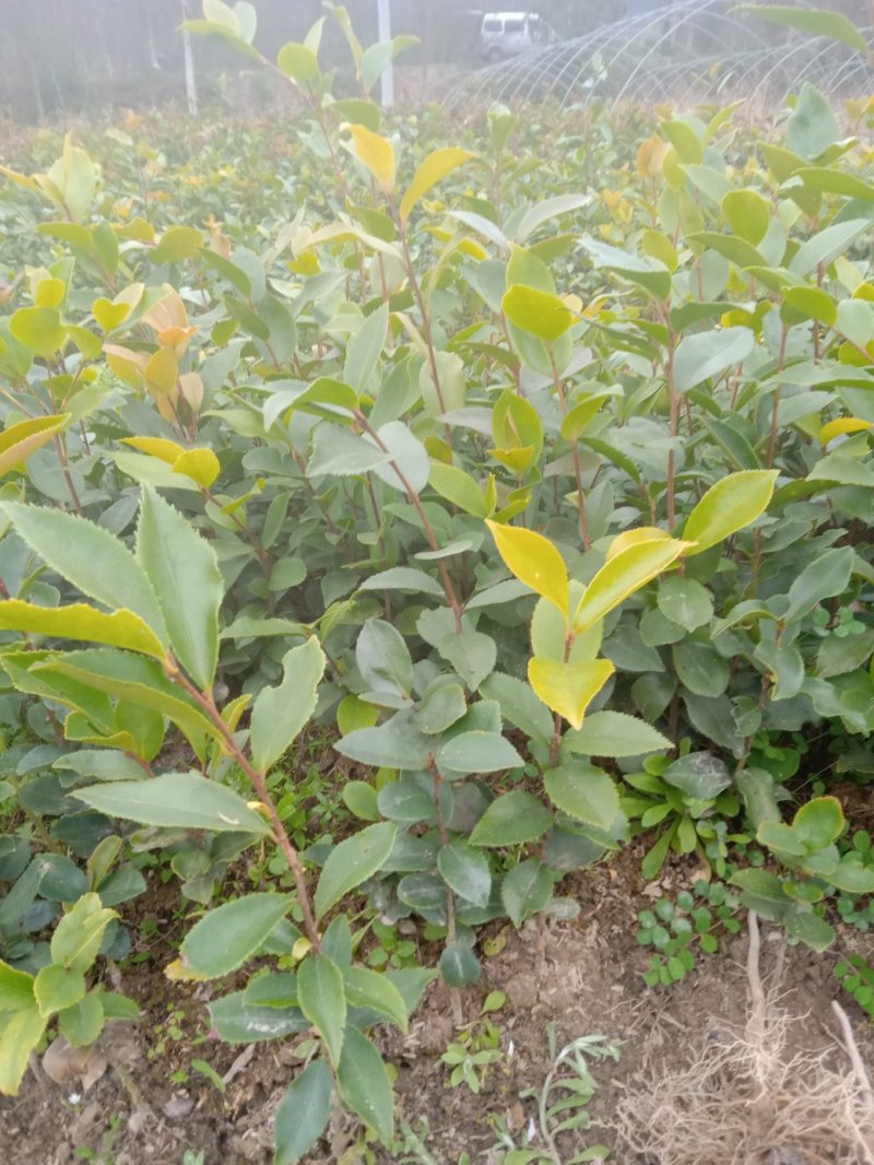 实生油茶苗，籽播油茶苗，油茶苗
