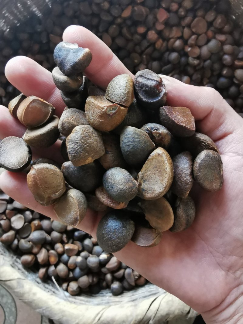 出售大量油茶苗，实生油茶苗，籽播油茶苗，