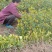 出售大量油茶苗，实生油茶苗，籽播油茶苗，