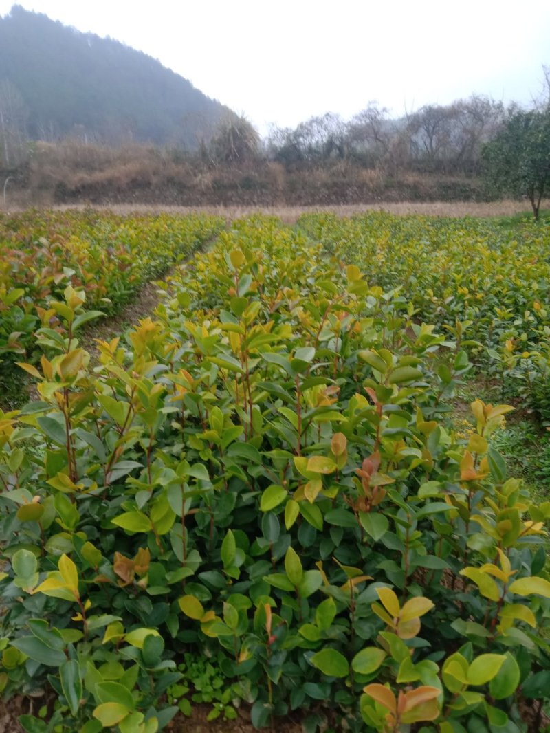 出售大量油茶苗，实生油茶苗，籽播油茶苗，