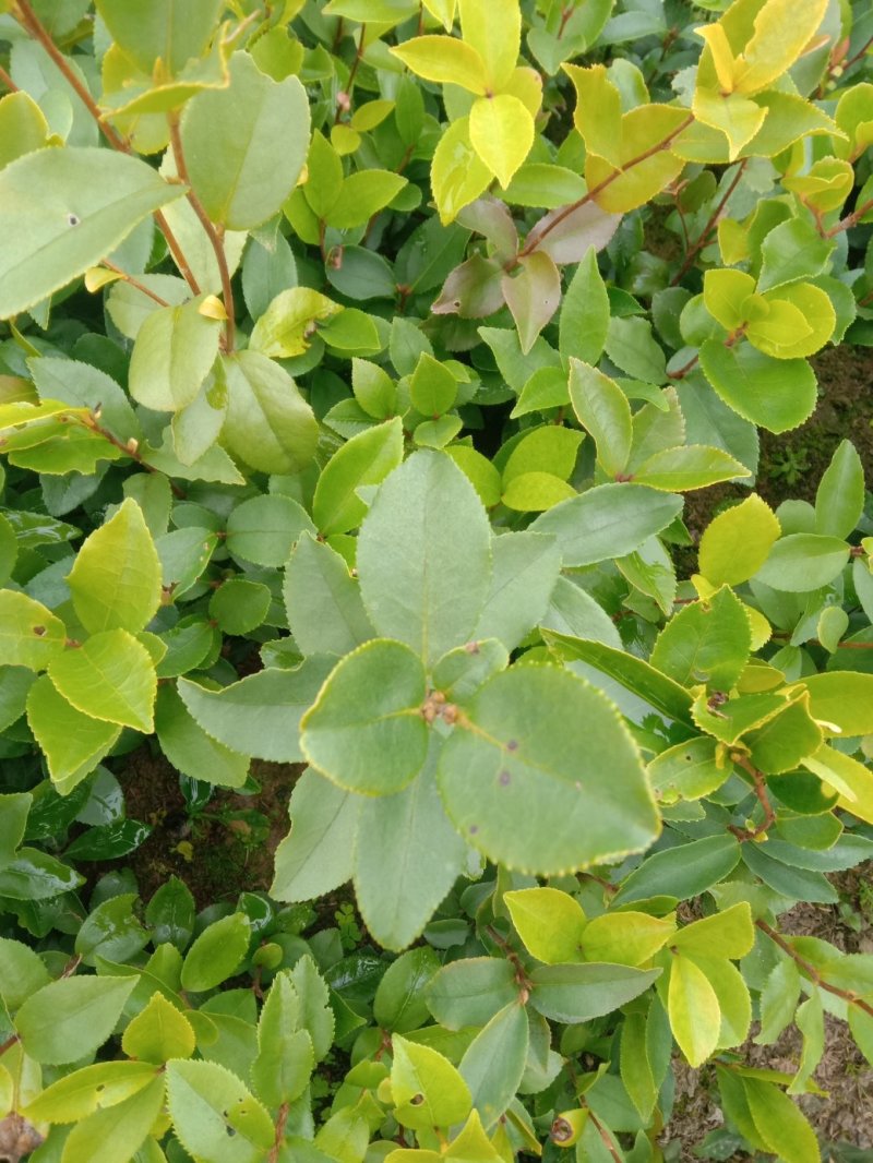 出售大量油茶苗，实生油茶苗，籽播油茶苗，