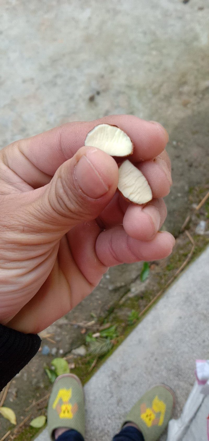 出售大量油茶苗，实生油茶苗，籽播油茶苗，