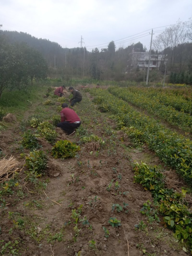 出售大量油茶苗，实生油茶苗，籽播油茶苗，