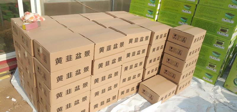 黄韭盆景韭菜根盆栽苗无公害有机韭菜阳台客厅厨房