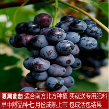 无核夏黑葡萄苗自产自销基地直发优质苗