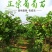无核夏黑葡萄苗自产自销基地直发优质苗