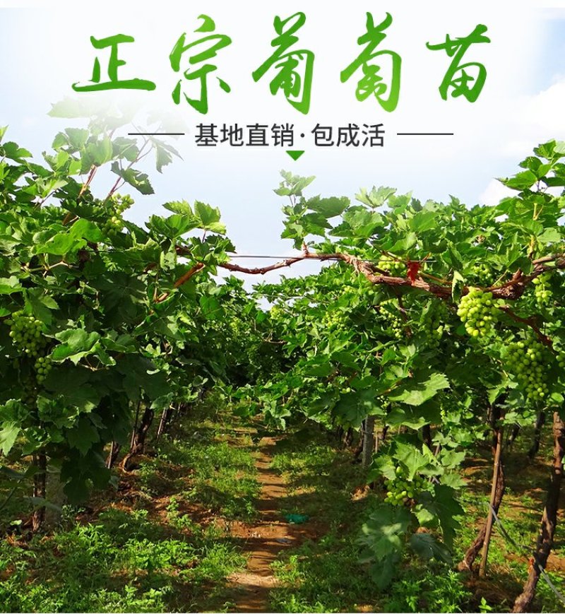 无核夏黑葡萄苗自产自销基地直发优质苗