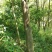 沉香树