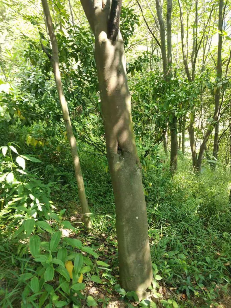 沉香树