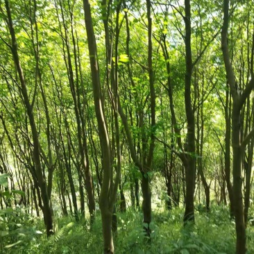 沉香树