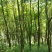 沉香树