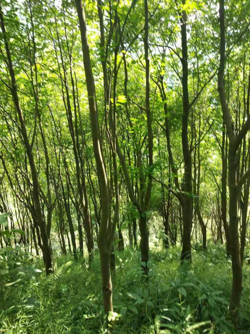 沉香树