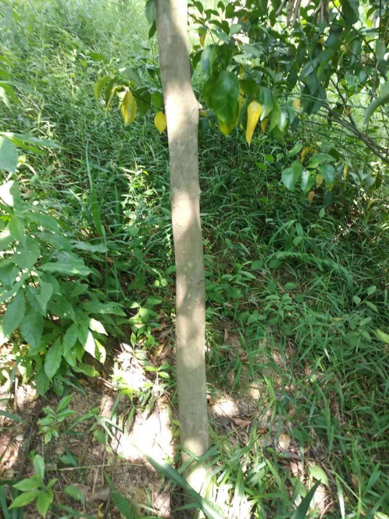 沉香树