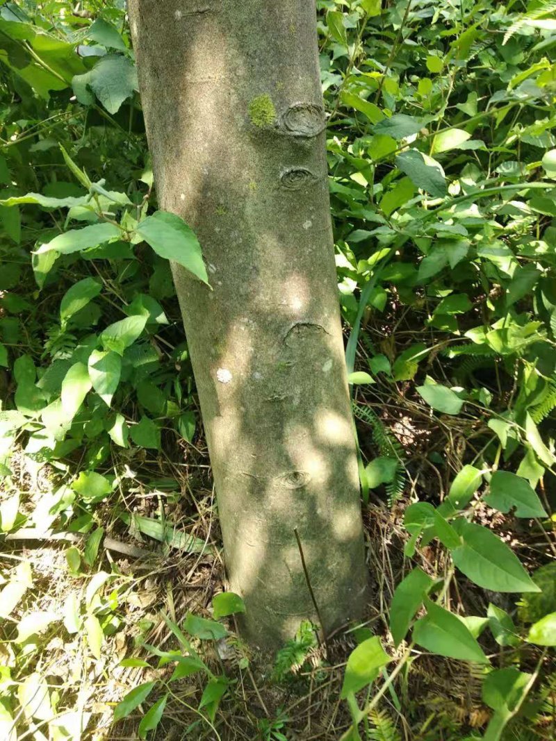 沉香树