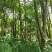 沉香树