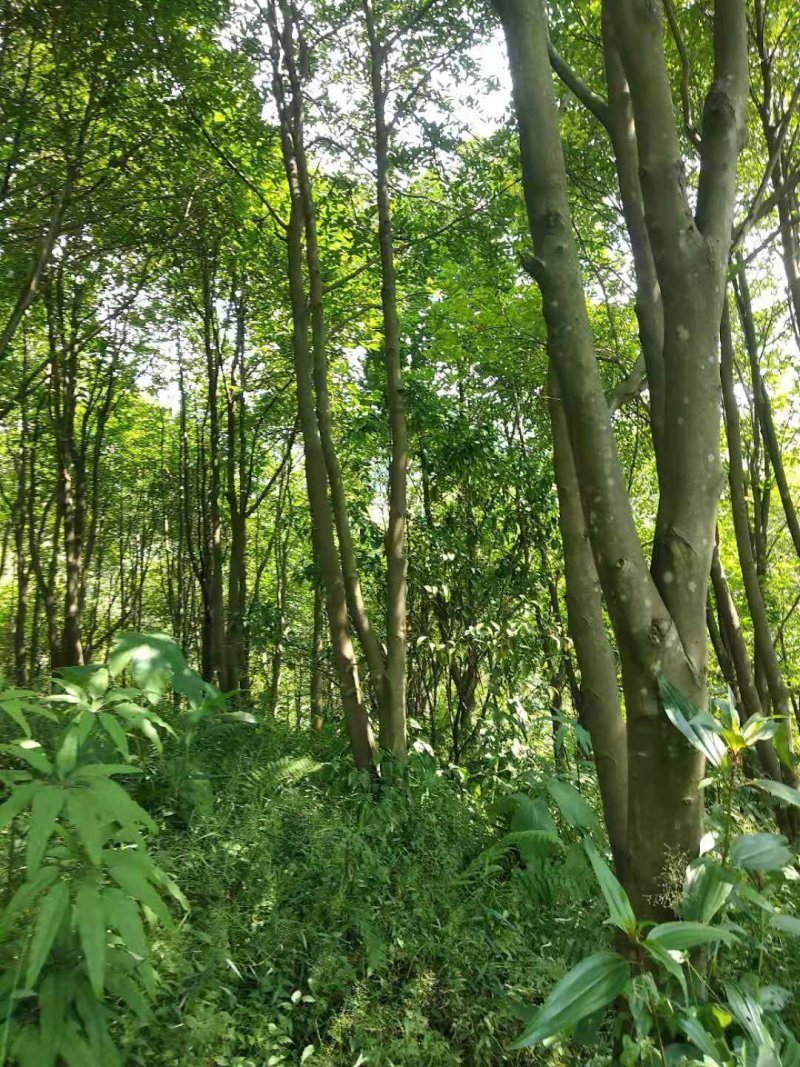 沉香树
