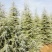 7米雪松价格枝繁叶茂冠幅饱满工程用苗