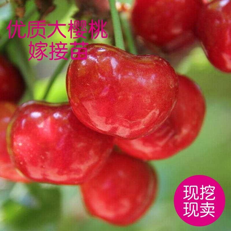 大樱桃果树嫁接苗基地直销车厘子红灯笼乌克兰玛瑙红现挖现卖