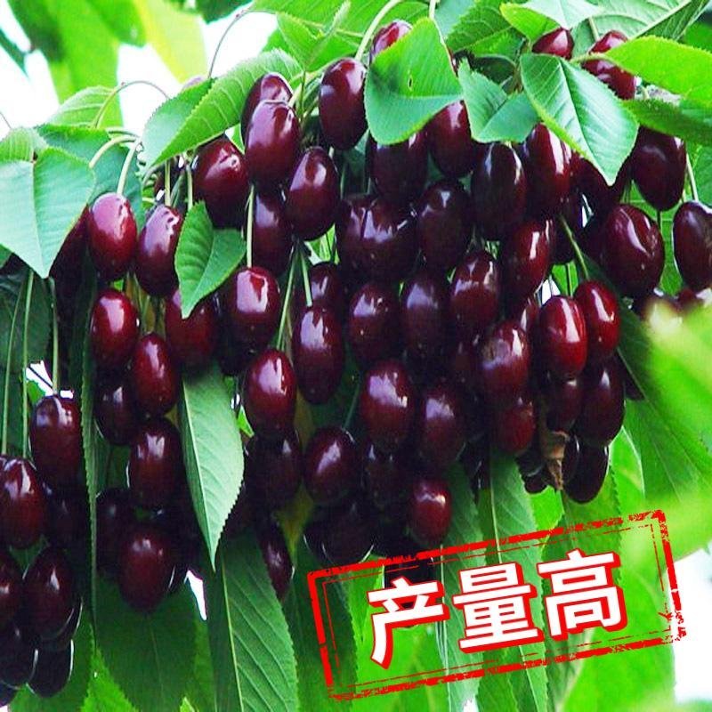 大樱桃果树嫁接苗基地直销车厘子红灯笼乌克兰玛瑙红现挖现卖
